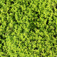 10,000 BULK LEMON THYME Thymus Pulegioides Herb Purple Flower Fragrant Evergreen Seeds