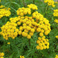 100 YELLOW TANSY Double Golden Buttons Fern Leaf Tanacetum Vulgare Flower Seeds