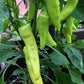 250 SWEET BANANA PEPPER Hungarian Capsicum Annuum Vegetable Seeds