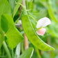 50 Oregon SUGAR POD II Pea Pisum Sativum Macrocarpon Vegetable Seeds