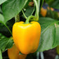 100 Golden YELLOW BELL PEPPER California Wonder Capsicum Annuum Vegetable Seeds