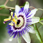 20 PURPLE PASSION FRUIT Passionflower Granadilla Passiflora Edulis Flower Vine Seeds