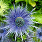 25 BLUE Star SEA HOLLY Eryngium Alpinum Flower Seeds