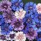 1000 Mixed BACHELORS BUTTON CORNFLOWER Centaurea Seeds