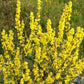 150 YELLOW VERBASCUM Thapsus Common Mullein Flower Herb Seeds