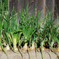 400 Texas EARLY GRANO ONION Large Sweet Yellow Allium Cepa Vegetable Seeds