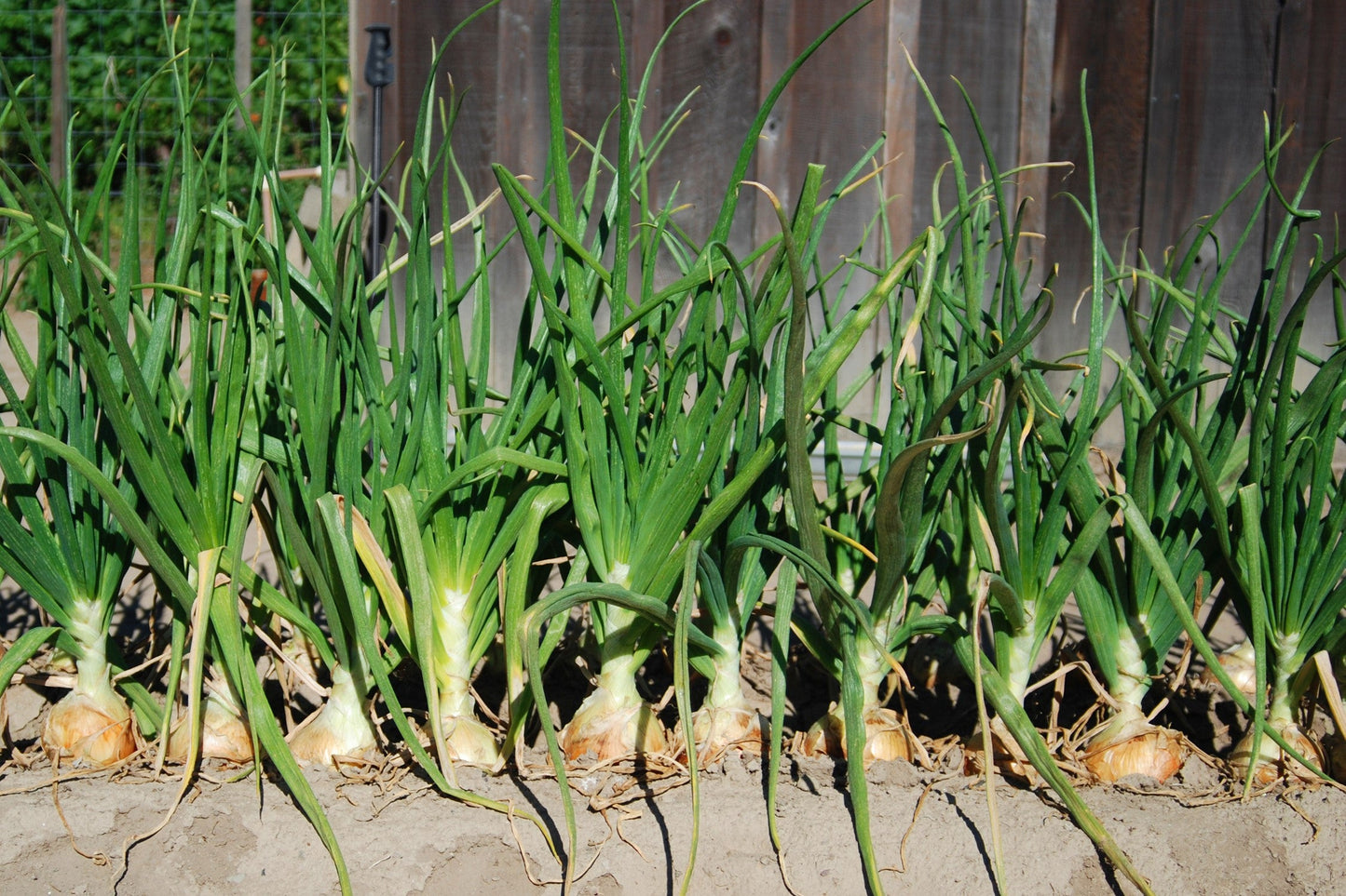400 Texas EARLY GRANO ONION Large Sweet Yellow Allium Cepa Vegetable Seeds