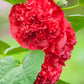 25 SCARLET DOUBLE Red HOLLYHOCK Alcea Rosea Flower Seeds Perennial