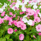 200 ROSE MALLOW MIX (Bush Mallow) Hibiscus Lavatera Trimestris Flower Seeds