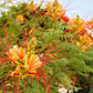 5 DESERT BIRD OF PARADISE Shrub Caesalpinia Gilliesii Poinciana Red & Yellow Flower Seeds