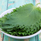 300 GREEN SHISO aka PERILLA Frutescens Ornamental Herb Seeds Green & Purple