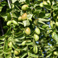 5 JOJOBA Simmondsia Chinensis Fruit Nut Oil Evergreen Shrub Seeds