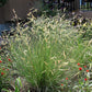 1000 BLUE GRAMA GRASS Gramma Bouteloua Gracilis Flower Mosquito Grass Seeds