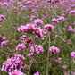 250 COMMON VERVAIN Verbena Officinalis European Herb Pink Purple Flower Seeds
