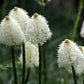 100 BEAR GRASS aka Bear LILY Beargrass Ornamental Xerophyllum Tenax Flower Seeds