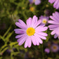 200 Mixed Colors SWAN RIVER DAISY Brachyscome Iberidifolia Flower Seeds
