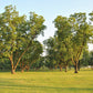 5 HARDY PECAN Tree Carya Illinoinensis King Nut Native Fruit Tree Seeds