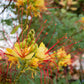 5 DESERT BIRD OF PARADISE Shrub Caesalpinia Gilliesii Poinciana Red & Yellow Flower Seeds