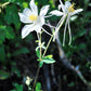 25 CRYSTAL STAR White COLUMBINE Aquilegia Caerulea Flower Seeds