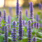 500 PURPLE ANISE HYSSOP (Licorice Mint / Blue Giant) Agastache Foeniculum Herb Flower Seeds