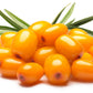 100 SEABERRY Sea Buckthorn Elaeagnus Hippophae Rhamnoides Orange Berry Fruit Shrub Yellow Flower Silver Foliage Seeds