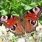 100 PEARLY EVERLASTING Anaphalis Margaritacea Fragrant Butterfly Flower Seeds
