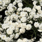 150 PEARL YARROW White Double Achillea Ptarmica Herb Flower Seeds