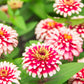 250 ZIN MASTER ZINNIA Mix Elegans Mixed Colors Flower Seeds