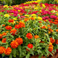 150 DWARF THUMBELINA ZINNIA Elegans Mixed Colors Flower Seeds