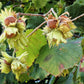 5 AMERICAN HAZELNUT TREE aka Filbert Corylus Americana Fruit Nut Seeds
