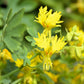 10 CANARY CREEPER NASTURTIUM Vine Tropaeolum Peregrinum Yellow Canarybird Flower Seeds