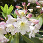 50 FORTUNE RHODODENDRON Fortunei Shrub Rose Pink Mauve White Flower Seeds