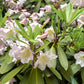50 FORTUNE RHODODENDRON Fortunei Shrub Rose Pink Mauve White Flower Seeds
