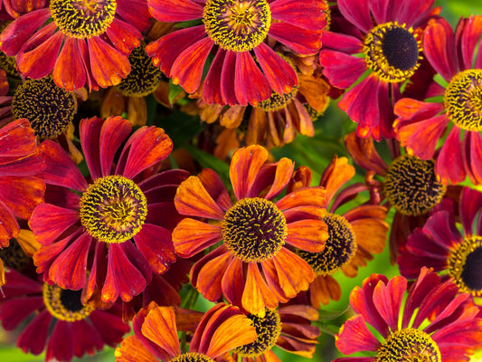 100 HELENIUM ' AUTUMN LEAVES ' Mix Helenium Autumnale Sneezeweed Mixed Colors Flower Seeds