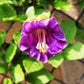 5 CUP & SAUCER VINE Cathedral Bells Cobaea Scandens Climber Purple Hummingbird Flower Seeds