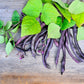 40 Royalty PURPLE POD BEAN Phaseolus Vulgaris Vegetable Seeds