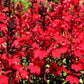 300 CARDINAL FLOWER LOBELIA Cardinalis Flower Seeds