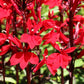 300 CARDINAL FLOWER LOBELIA Cardinalis Flower Seeds