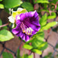 5 CUP & SAUCER VINE Cathedral Bells Cobaea Scandens Climber Purple Hummingbird Flower Seeds