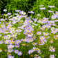 200 Purple Mix SWAN RIVER DAISY Brachyscome Iberidifolia Flower Seeds