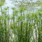 20 Cyperus PAPYRUS Paper Reed Water Plant Egyptian Nile Grass Yellow Flower Seeds