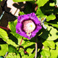 5 CUP & SAUCER VINE Cathedral Bells Cobaea Scandens Climber Purple Hummingbird Flower Seeds