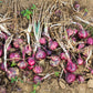 250 RED BURGUNDY ONION Allium Cepa Vegetable Seeds