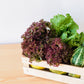 3000 RUBY LEAF LETTUCE Red Loose Leaf Heirloom Lactuca Sativa Vegetable Seeds