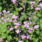 5 CHINESE MEADOW RUE Pink Yunnan Thalictrum Dipterocarpum Delavayi Flower Seeds