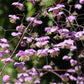 5 CHINESE MEADOW RUE Pink Yunnan Thalictrum Dipterocarpum Delavayi Flower Seeds