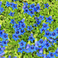 15 Blue STEMLESS GENTIAN Gentiana Acaulis Kochiana Flower Seeds