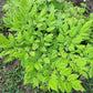 50 BLACK COHOSH Bugbane Actaea Racemosa Cimicifuga Bugbane Snakeroot Native White Shade Flower Herb Seeds