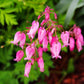 10 Pink FRINGED Fern Leaf BLEEDING HEART Dicentra Eximia Fernleaf Sun or Shade Flower Seeds