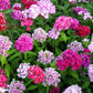 500 MIXED Colors SWEET WILLIAM Dianthus Barbatus Color Mix Red White Pink Bicolor Flower Seeds